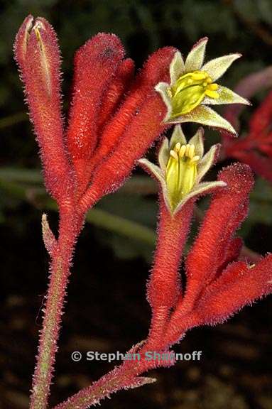 anigozanthos big red 1 graphic